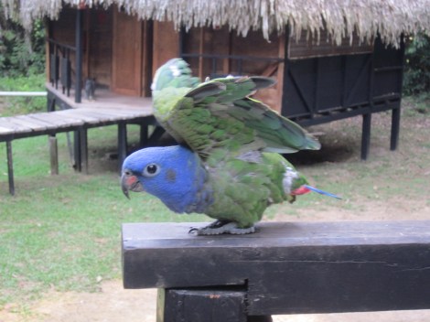 resident parrot adopted by the lodge 