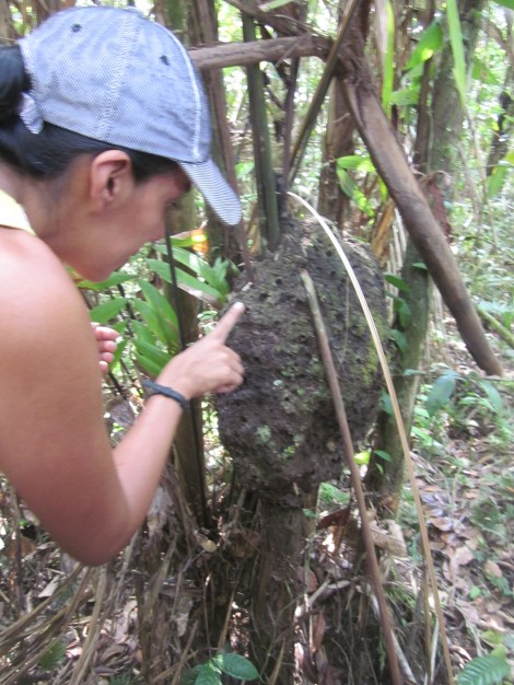 the first thing our guide shows us is this termite nest