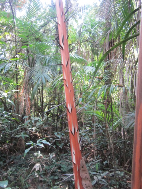 this tree protects itself with sharp as needle spikes