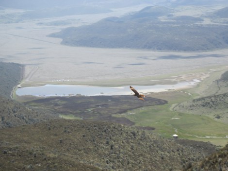 we watched an ornate hawk eagle fly by (we also saw an andean condor, but it was too far away to get a good pic)