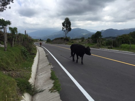 the last 1.5 miles were on a paved road, which was kind of disappointing...but it was entertaining to see the cows trekking along down the road